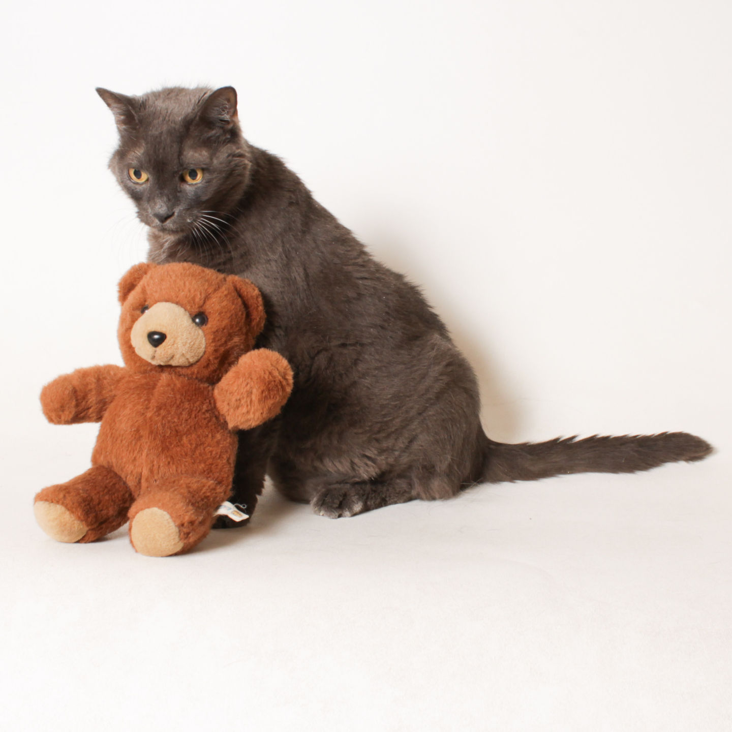 Pet of the Week - Week of Feb. 22, 2019
